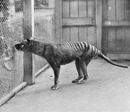 Carnivorous Nights: On the Trail of the Tasmanian Tiger