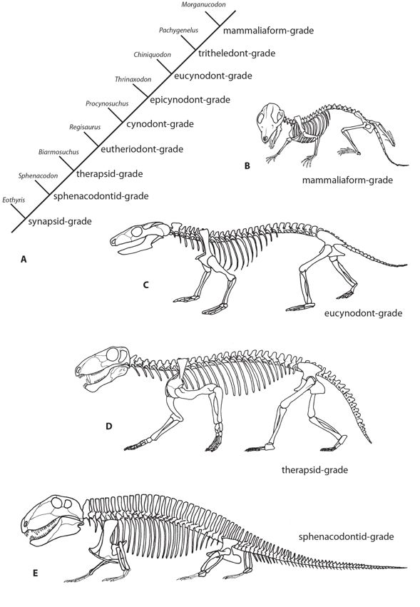 The origin and early evolution of metatherian mammals: the Cretaceous record