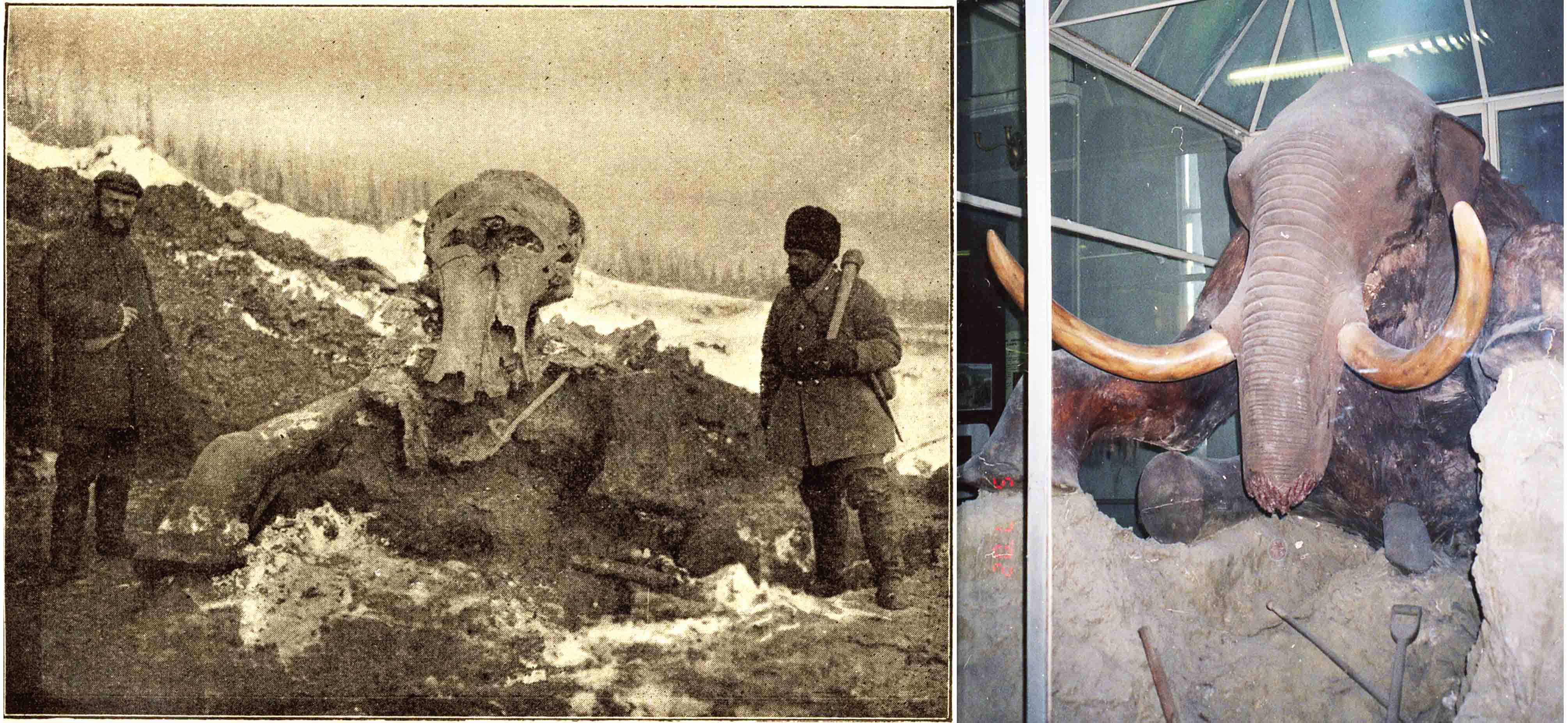 Огромный насколько. Мамонт 19 век. Шерстистый мамонт бивни. Сибирский мамонт.