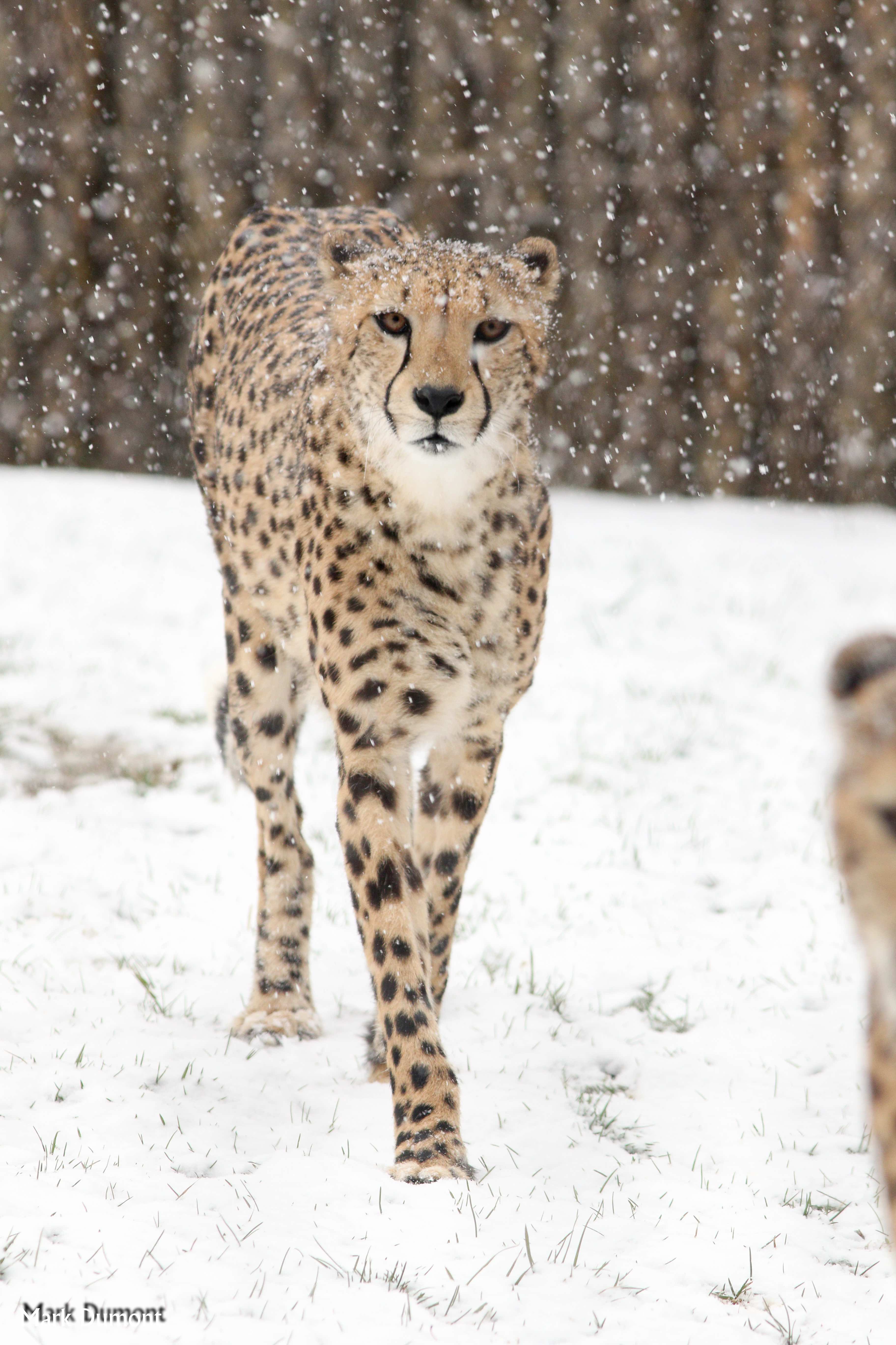 asiatic cheetah